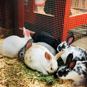 Spring Fair - Bunnies! - Local Flavor Near Me - Puyallup, Washington