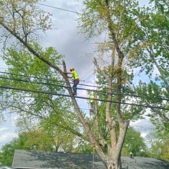 Tree Services - Tree Services Near Me - Dayton, Ohio Tree Services - Tree Services Near Me - Dayton, Ohio