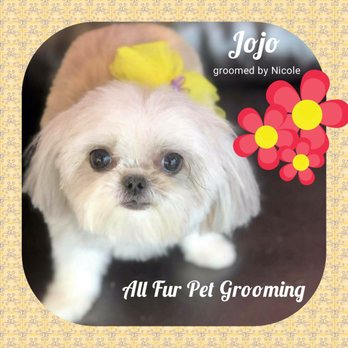 All Fur Pet Grooming - Pet Groomers Near Me - Fredericksburg, Virginia