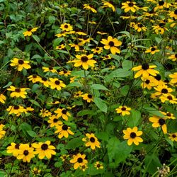 Norcross Wildlife Sanctuary - Black Eyed Susan