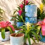 SmartyPlants Nursery