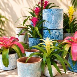 SmartyPlants Nursery - Bromeliads and pots