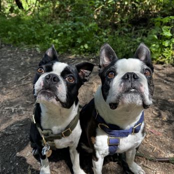 Bone Cadets - Being good boys! - Pet Sitting Near Me - San Francisco, California Bone Cadets - Being good boys! - Pet Sitting Near Me - San Francisco, California