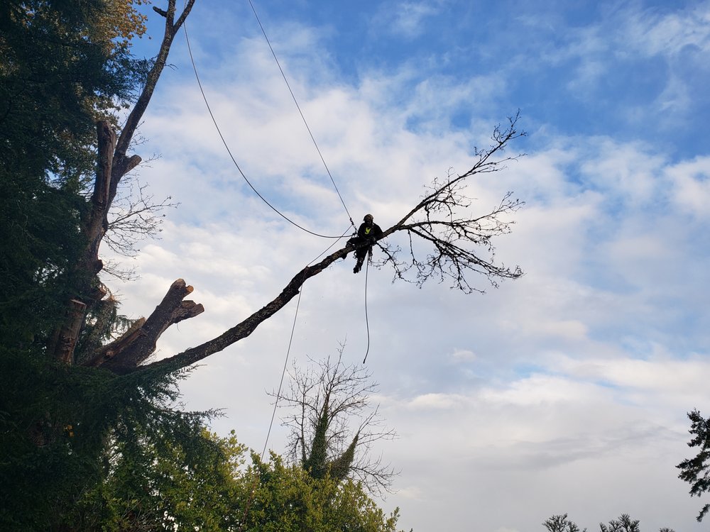 Mon Ami Arborist Services - tree service in Kent, WA