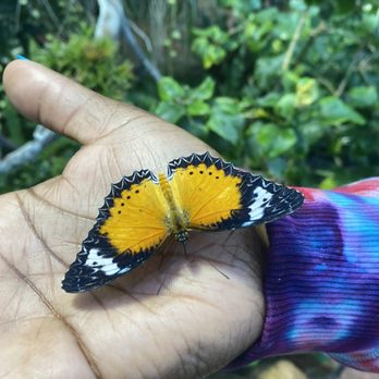 Tucson Botanical Gardens - A gorgeous butterfly catching a ride - Botanical Gardens Near Me - Tucson, Arizona