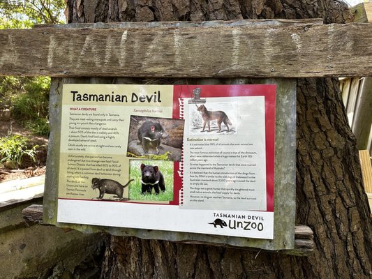 Tasmanian Devil Unzoo by null