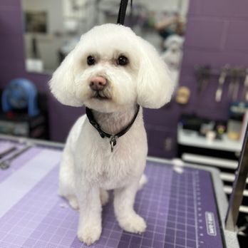 Cutie Paws Grooming - Pet Groomers Near Me - Riverside, California Cutie Paws Grooming - Pet Groomers Near Me - Riverside, California