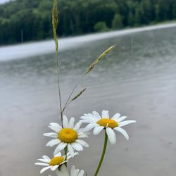 Spruce Knob Lake Campground