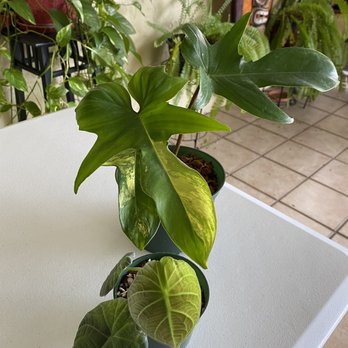 Next World Exotics - Reptile Shops Near Me - Boynton Beach, Florida