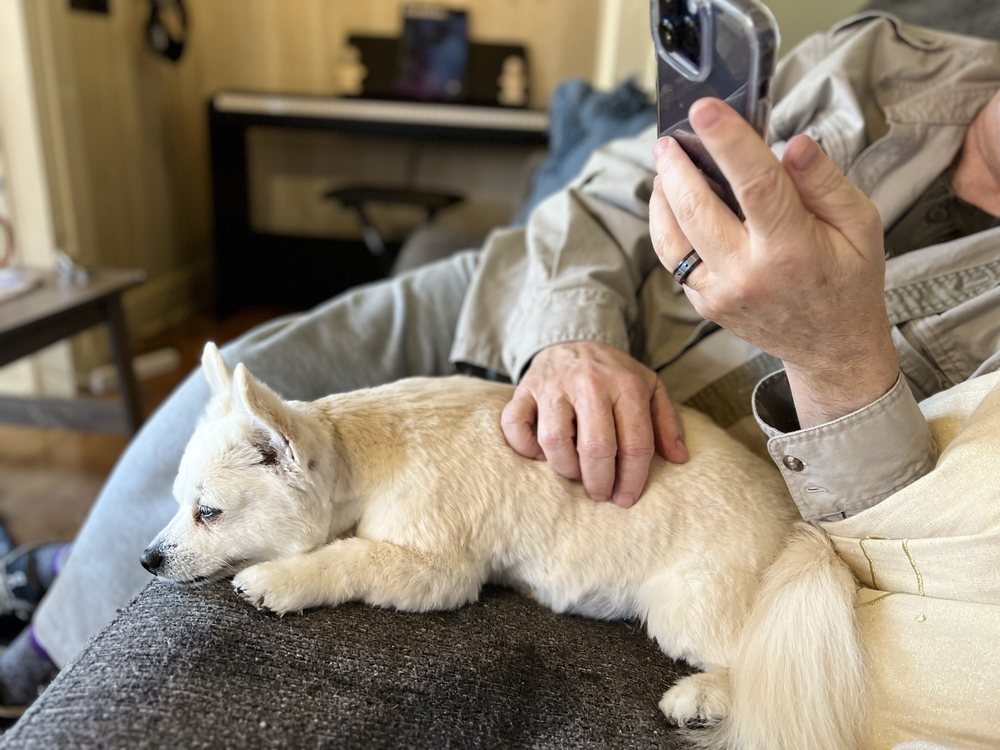 AUSSIE PET MOBILE WESTOPLEX Updated October 2024 18 Photos & 14