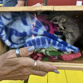 Animal Tracks - Sugar glider (Feb 2026) - Zoos Near Me - Agua Dulce, California Animal Tracks - Sugar glider (Feb 2026) - Zoos Near Me - Agua Dulce, California
