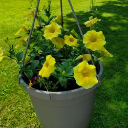 Maplewood Farm Market - Petunia plant I brought home.