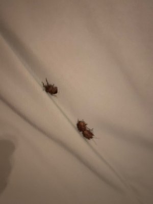 Peaks of Otter Lodge