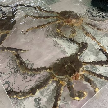 Lafitte's Crawfish - Live king crab - Seafood Markets Near Me - Houston, Texas
