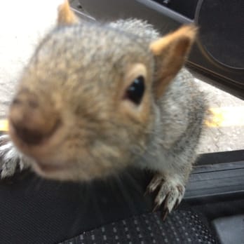 Parc des Chutes-de-la-Chaudière - Friendly squirrels! - Parks Near Me - Lévis, Quebec Parc des Chutes-de-la-Chaudière - Friendly squirrels! - Parks Near Me - Lévis, Quebec