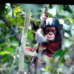 Copypro Technology - Don't monkey around with your business, call us first. "WE COME TO YOU" We service, sell and repair
Copiers, Computer's, Printers, toners.