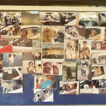 Village Inn - Collage of dog customers displayed inside! - Burgers Near Me - Maple Valley, Washington