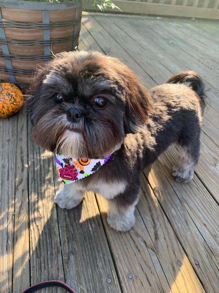 MCFEE’S TAILORED PETS Updated September 2024 17 Reviews 39 Mine