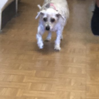 Incredible Petables - Pet Groomers Near Me - Selden, New York Incredible Petables - Pet Groomers Near Me - Selden, New York