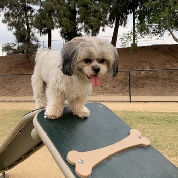 Fletcher “Fetch” Dog Park - Gizmo on engagement ladder - Dog Parks Near Me - El Monte, California Fletcher “Fetch” Dog Park - Gizmo on engagement ladder - Dog Parks Near Me - El Monte, California