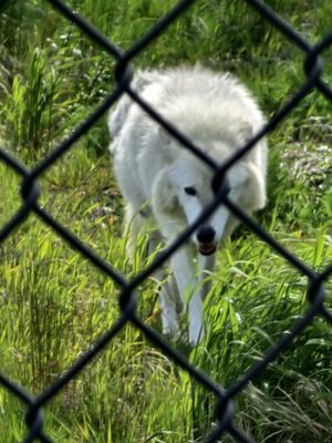 Alaska Wildlife Conservation Center by null