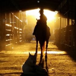 White Wolf Equestrian