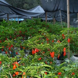 ghostpepperfarms inc.