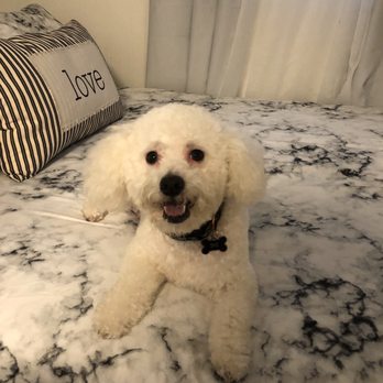 Gizmo Pet Spa - Luca after his bath and hair cut. - Pet Groomers Near Me