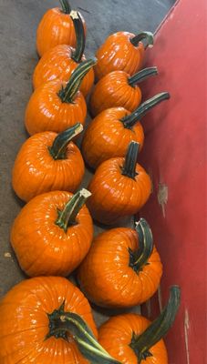 Pee Dee State Farmers Market by null