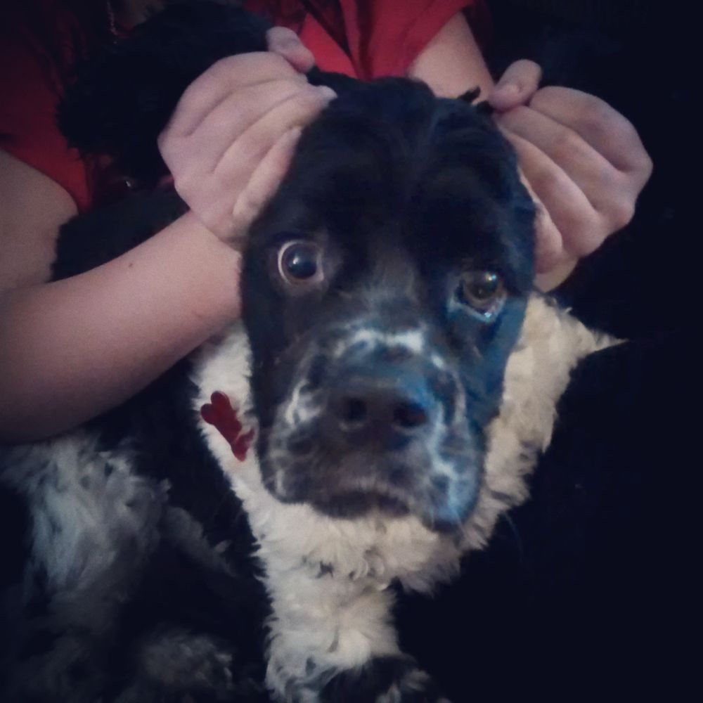 K9 COTTAGE PET GROOMING Updated June 2024 928 Broadwater Ave