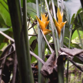 Acampa - Bird of Paradise flowers we spotted in Toro Negro during our adventure - Outdoor Gear Near Me - San Juan, Puerto Rico Acampa - Bird of Paradise flowers we spotted in Toro Negro during our adventure - Outdoor Gear Near Me - San Juan, Puerto Rico
