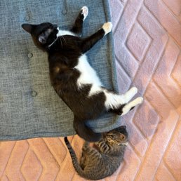 Feline residents Feline residents