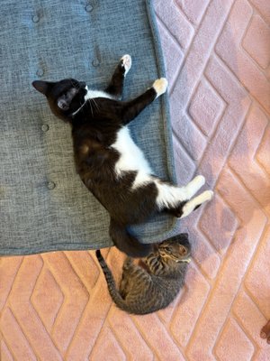 Meows Rakuen by null