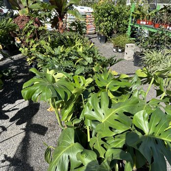 C&S Garden Center - Nurseries & Gardening Near Me - Lawndale, California C&S Garden Center - Nurseries & Gardening Near Me - Lawndale, California