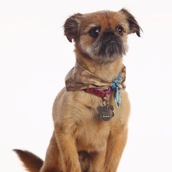 Anita Smith Acupuncture - Woody, Office dog