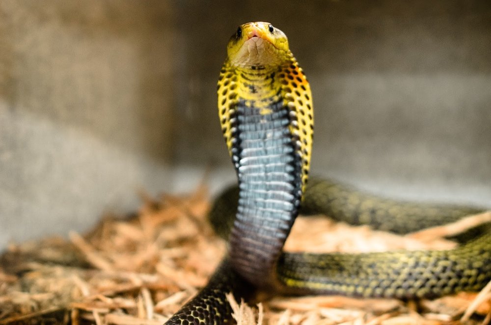 Animal World And Snake Farm Zoo Reviews Snake Poin