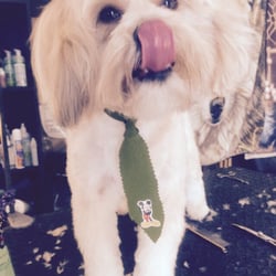 Doggy Has It