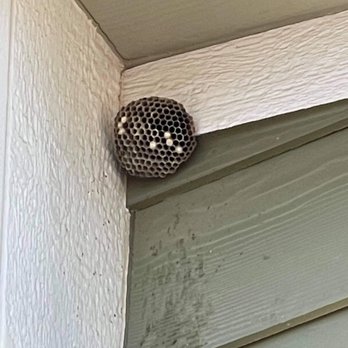 EcoGen Pest Control - Wasp Nest - Pest Control Near Me - Las Vegas, Nevada EcoGen Pest Control - Wasp Nest - Pest Control Near Me - Las Vegas, Nevada
