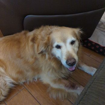 Biggs Pet Sitting Service - Pet Sitting Near Me - Ocean Springs, Mississippi Biggs Pet Sitting Service - Pet Sitting Near Me - Ocean Springs, Mississippi