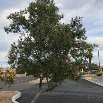 Ramada by Wyndham Kingman - Beautiful purple flowers on this tree - Hotels Near Me - Kingman, Arizona Ramada by Wyndham Kingman - Beautiful purple flowers on this tree - Hotels Near Me - Kingman, Arizona