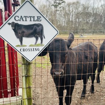 Luna Farm - Another picture of their beautiful cows - Venues & Event Spaces Near Me - Ridgeland, South Carolina Luna Farm - Another picture of their beautiful cows - Venues & Event Spaces Near Me - Ridgeland, South Carolina