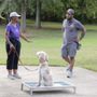 Merritt Dog Training