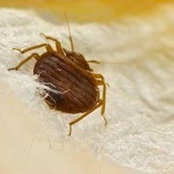 MDM Pest & Termite Control - untitled