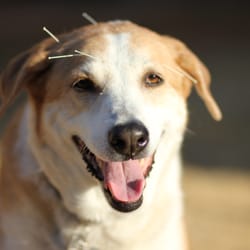 AZ Pet Acupuncture and Physical Rehabilitation