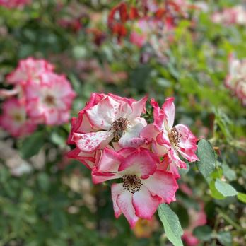 Niles Rose Garden - Parks Near Me - Fremont, California Niles Rose Garden - Parks Near Me - Fremont, California