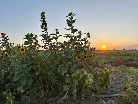 Dutch Hollow Farms by null