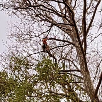 DTR Solutions - Tree Services Near Me - kokomo , Indiana