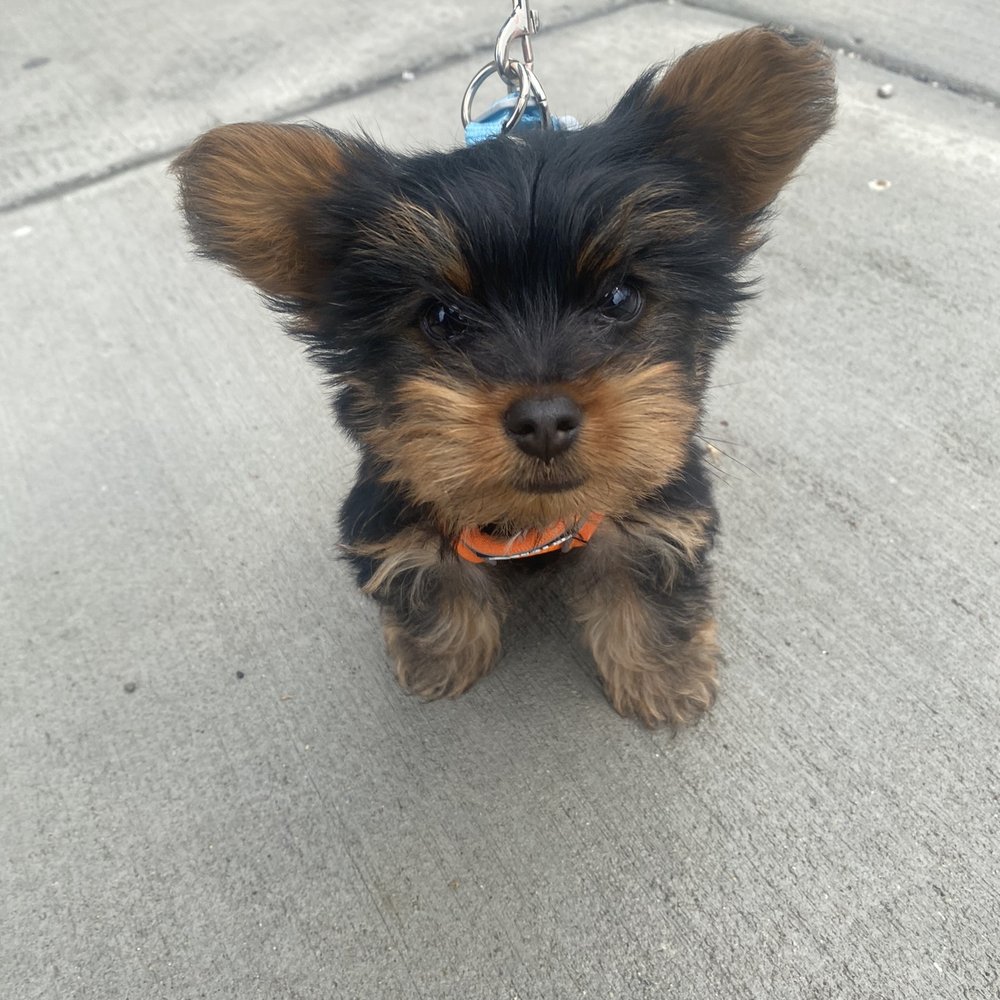 Rosiee Land - My dog Scooby Doo on his first walk. - Pet Breeders Near Me