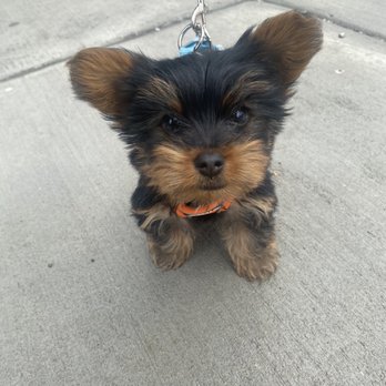 Rosiee Land - My dog Scooby Doo on his first walk. - Pet Breeders Near Me Rosiee Land - My dog Scooby Doo on his first walk. - Pet Breeders Near Me
