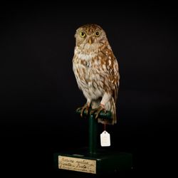 Museo Casa del Podestà, Fondazione Ugo Da Como - Museo Civico Ornitologico Gustavo Adolfo Carlotto, Rocca di Lonato del Garda, Civetta
